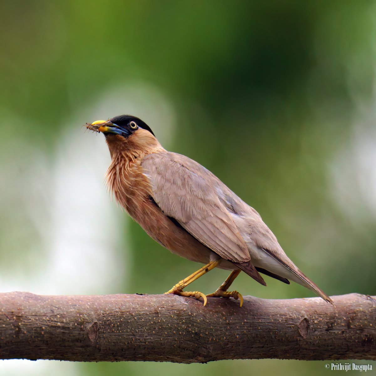 An insect-devourer or a mother trying to feed her babies? 
Another entry for #brownbirds by #IndiAves 
#birding #birdwatching #photography #bbcwildlifepotd #indianbirds #BirdTwitter #NaturePhotography