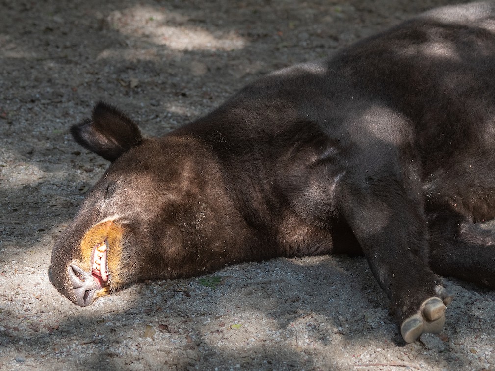 The most dramatic sleeper of the day goes to...🥁...Manny the mountain tapir. ⭐
#MountainTapir #Tapir #Snooze