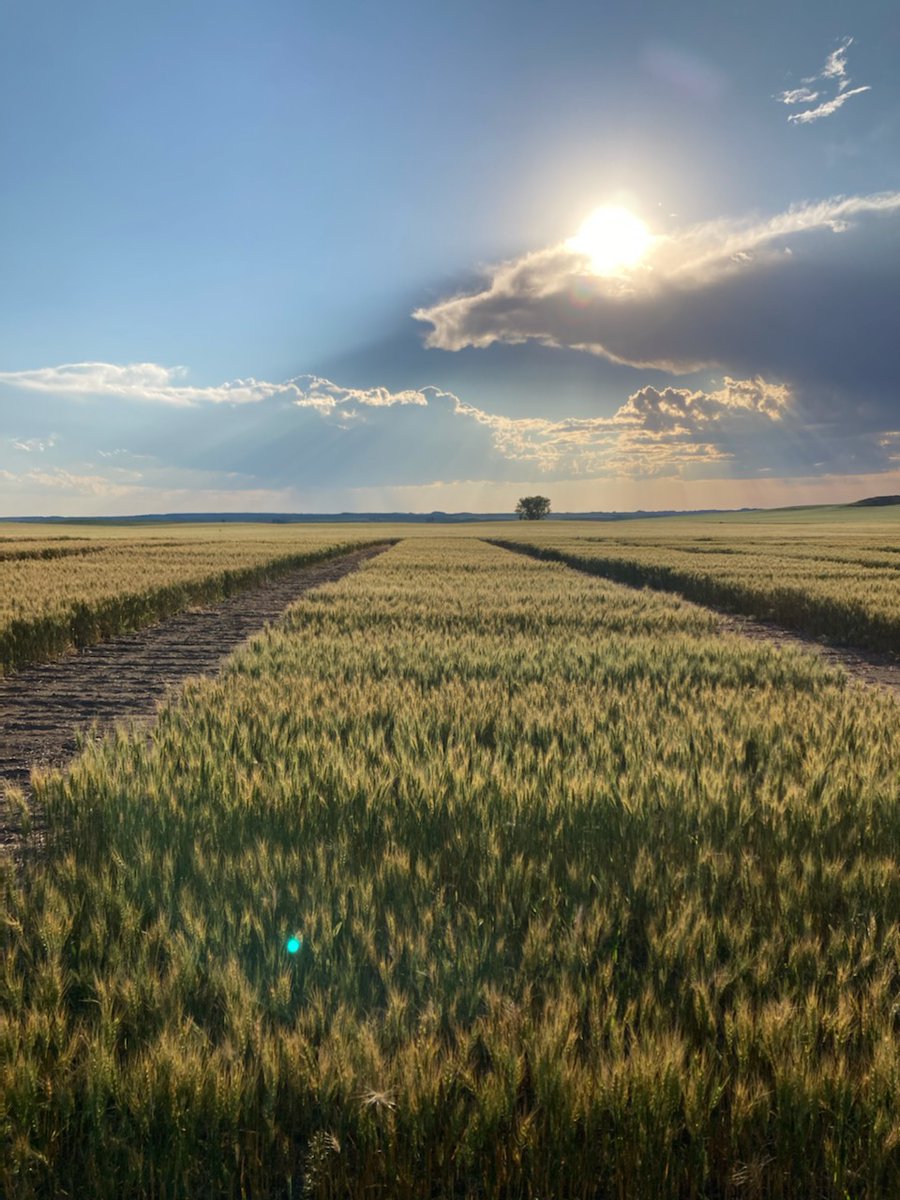 Nikayla Strauss, PhD tweet media