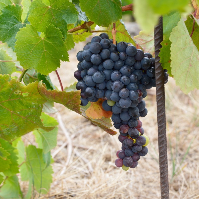 Tafuriaste's tweet photo. Durante el envero los racimos van adquiriendo progresivamente su tonalidad final y ya nos encontramos racimos como este 😍 🍇

#VinosTafuriaste #VinosValleOrotava #BodegaTafuriaste #Racimos #Viña #Viñedos #Naturaleza #LaOrotava #Tenerife https://t.co/pAmBfHWxum