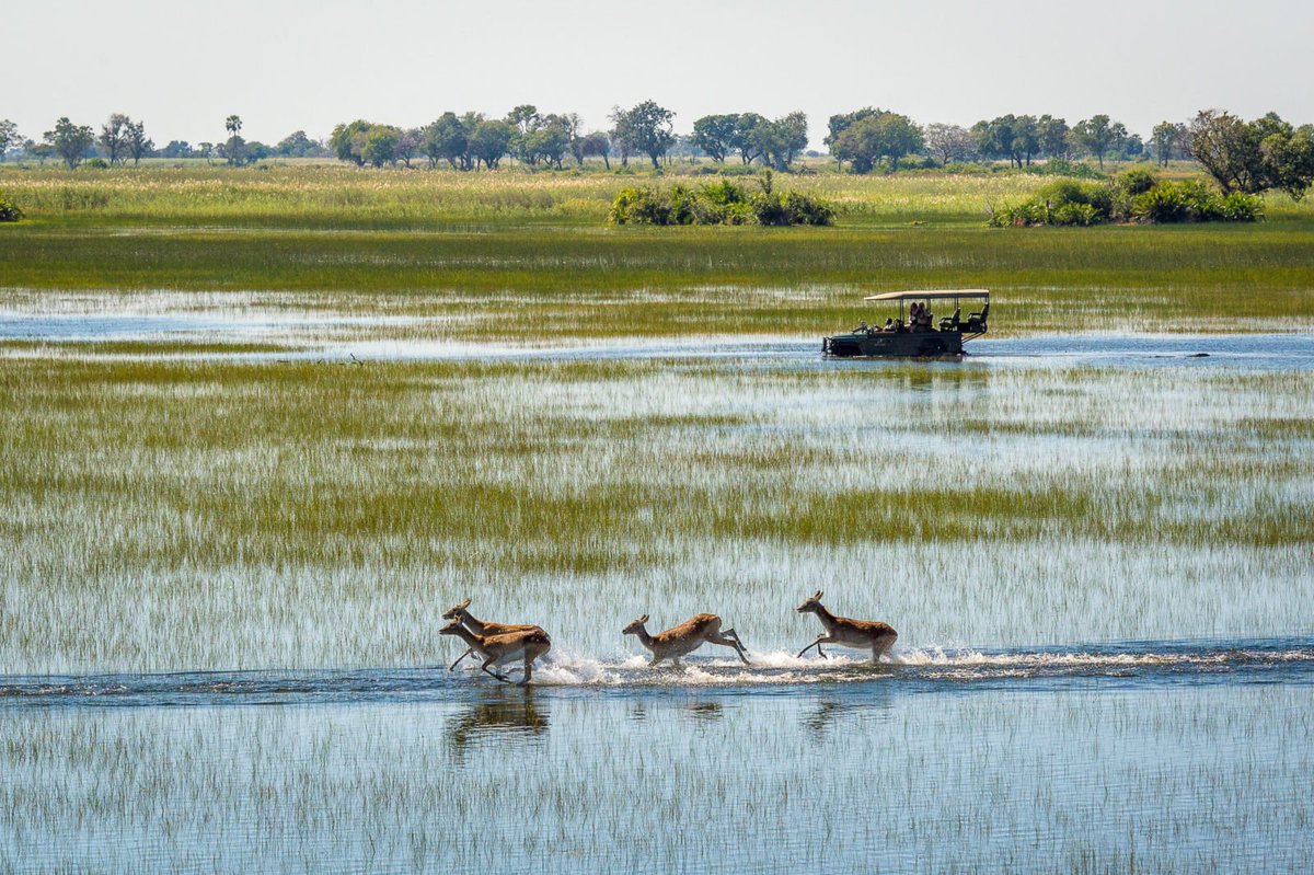 MuthaigaTravel's tweet photo. Situated on a private island in the heart of the Okavango Delta, Jao Camp offers an unbeatable luxury African safari experience within one of Mother Nature's true masterpieces.
#jaocamp #okavangodelta #botswana #wildlife #natgeo #safari https://t.co/Ltzjjc5IZ9