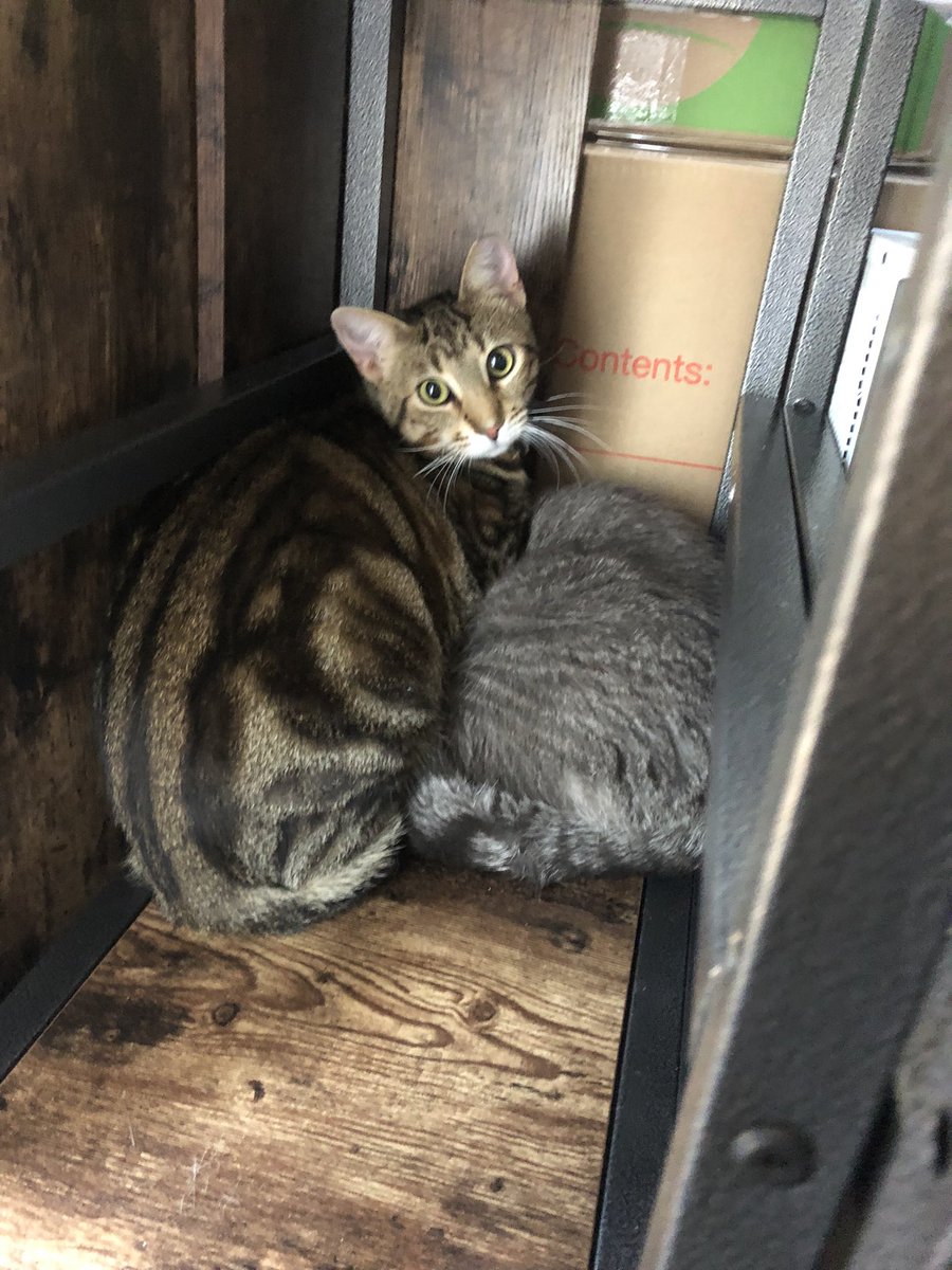silverbananas's tweet photo. update! protective bun watching over his big sis! https://t.co/MeleRAMo7g
