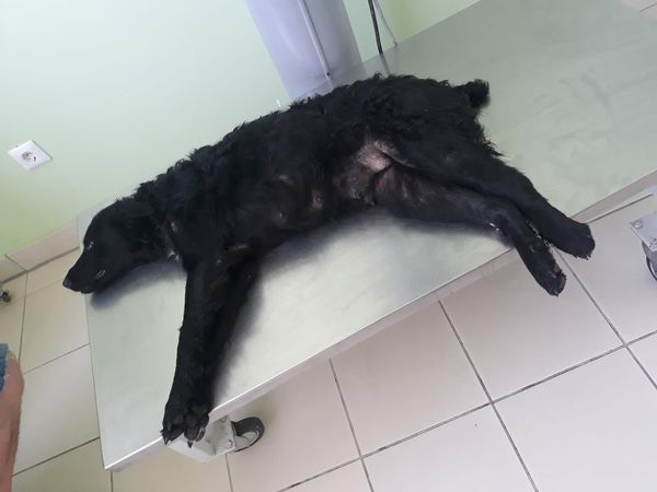 DNVSaveanimals's tweet photo. Sad to say two animals that Vera tried to save recently , Nerissa a female dog hit by a car, and a cat who never had a name, have both died.
Thank you for your support
https://t.co/Gya2L1gyyg
https://t.co/6u2w2s8xm4
#teamsay #k9hour https://t.co/39d7ap5x5k