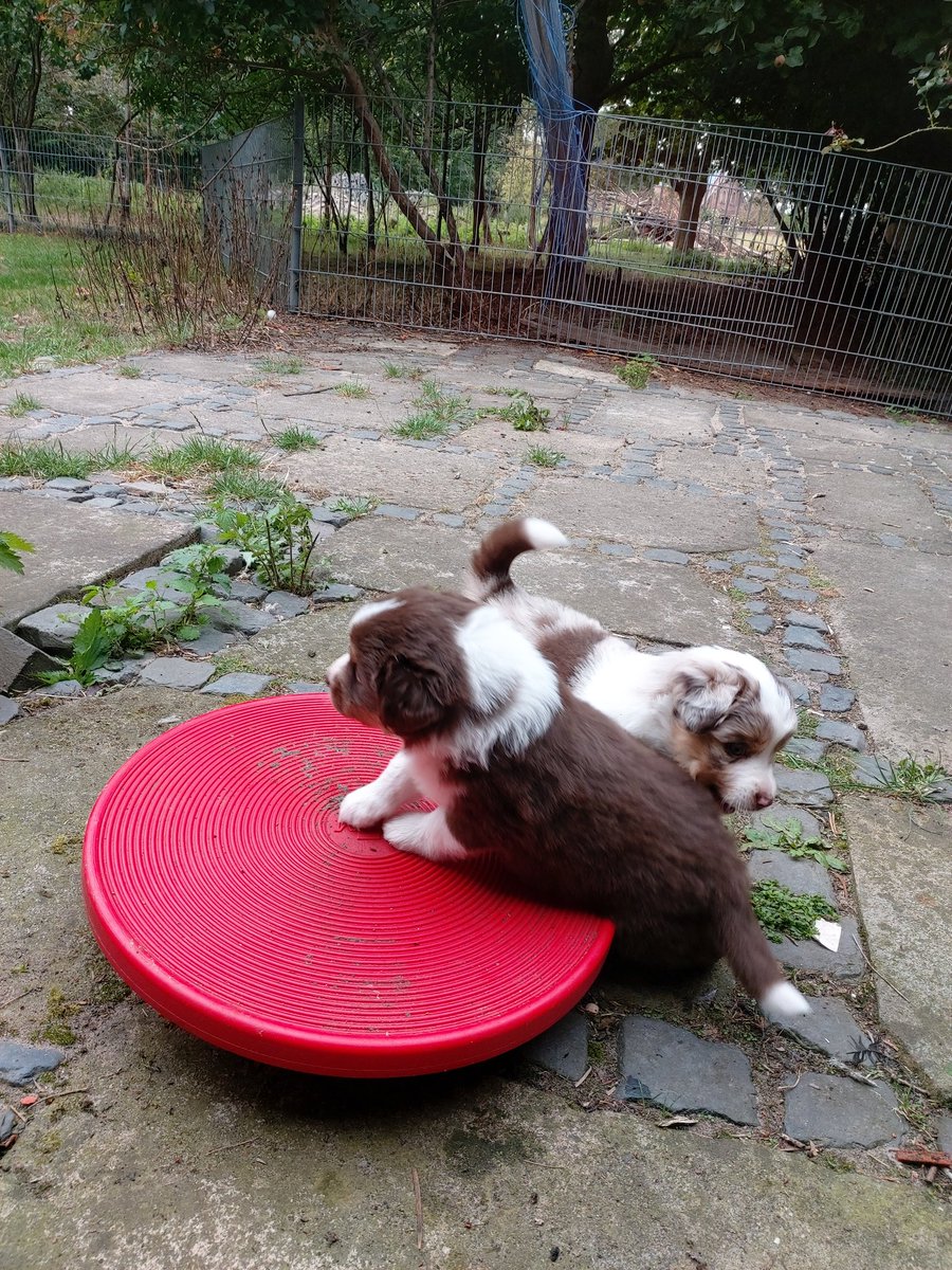 Chaostrueppchen's tweet photo. Schön mal etwas Balance üben. Gar nicht so einfach das G.anze https://t.co/lU6uKO5enU