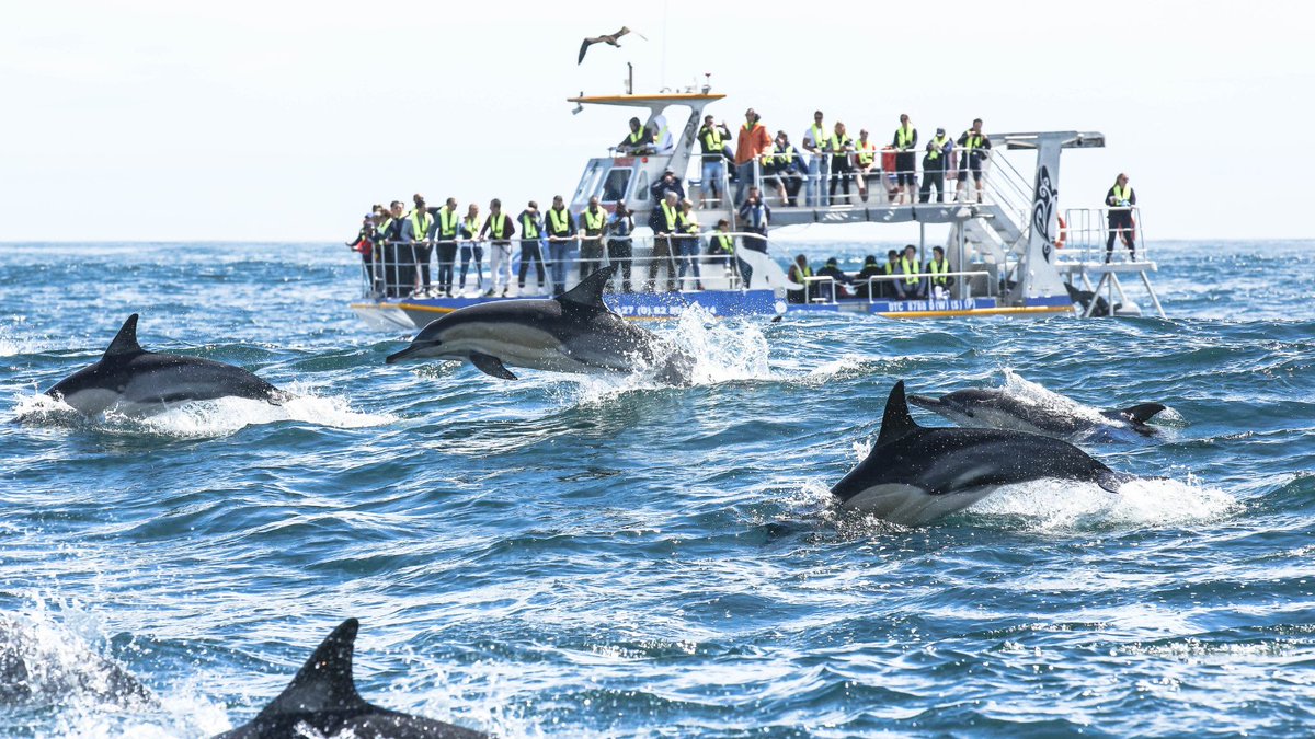 Dyer Island Cons. Tr tweet media