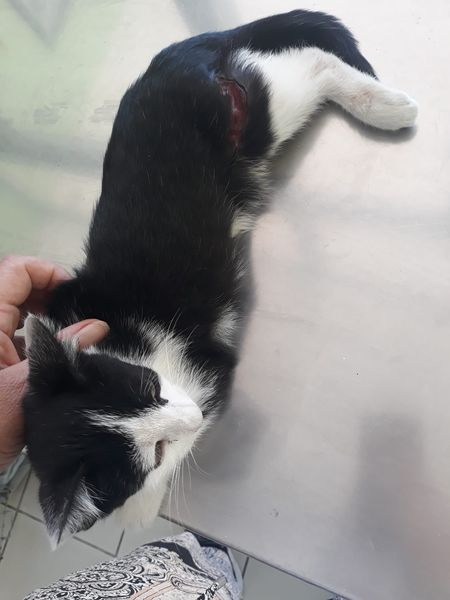 DNVSaveanimals's tweet photo. Sad to say two animals that Vera tried to save recently , Nerissa a female dog hit by a car, and a cat who never had a name, have both died.
Thank you for your support
https://t.co/Gya2L1gyyg
https://t.co/6u2w2s8xm4
#teamsay #k9hour https://t.co/39d7ap5x5k