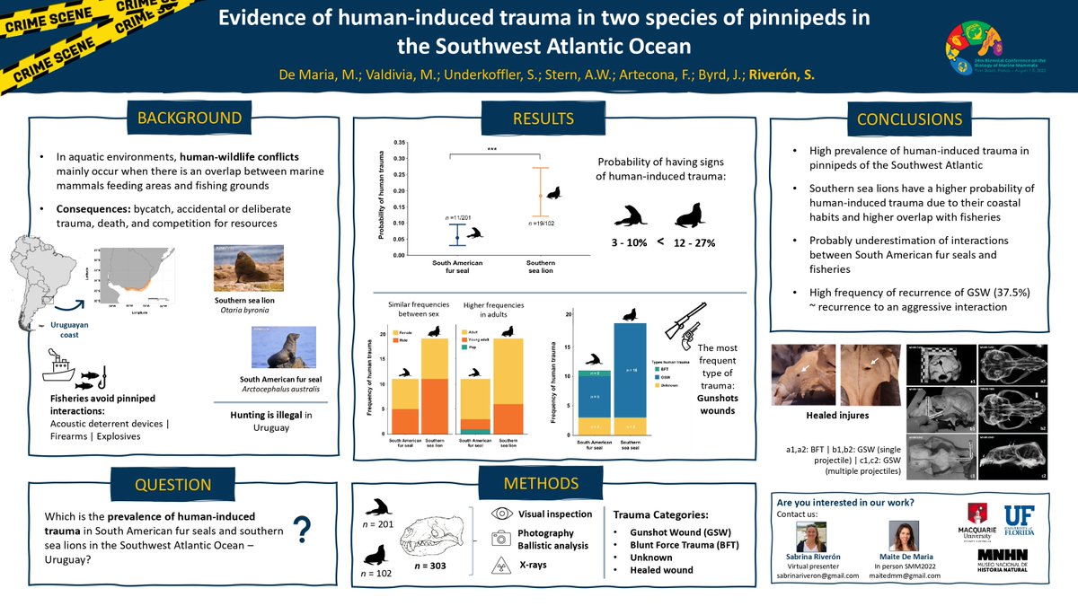 RiveronSabrina's tweet image. Don&apos;t miss our poster presentation on human-induced aggressions in #pinnipeds in the Southwest Atlantic-Uruguay. To be presented tomorrow at the #SMM2022 🌊 @mnhn_uy @MPRG_MQ