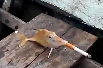 SuperSwagSnos's tweet photo. i must be playing minecraft the way i just caught this raw fish https://t.co/PeHuLZXv80