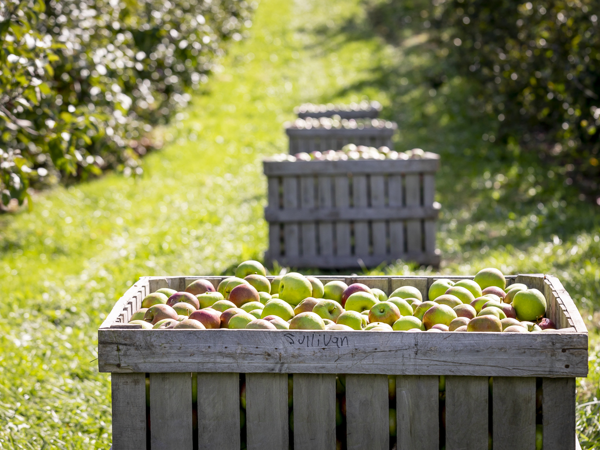 stormalongcider's tweet photo. Not all ciders are created equal. At Stormalong we've got nothing to hide. Want to know our ingredients? Just ask. We can name every apple that goes into each batch of our cider. Learn more about our process: https://t.co/xHqx3gFS1h #RespectTheApple #craftcider https://t.co/YLNNdeOgip