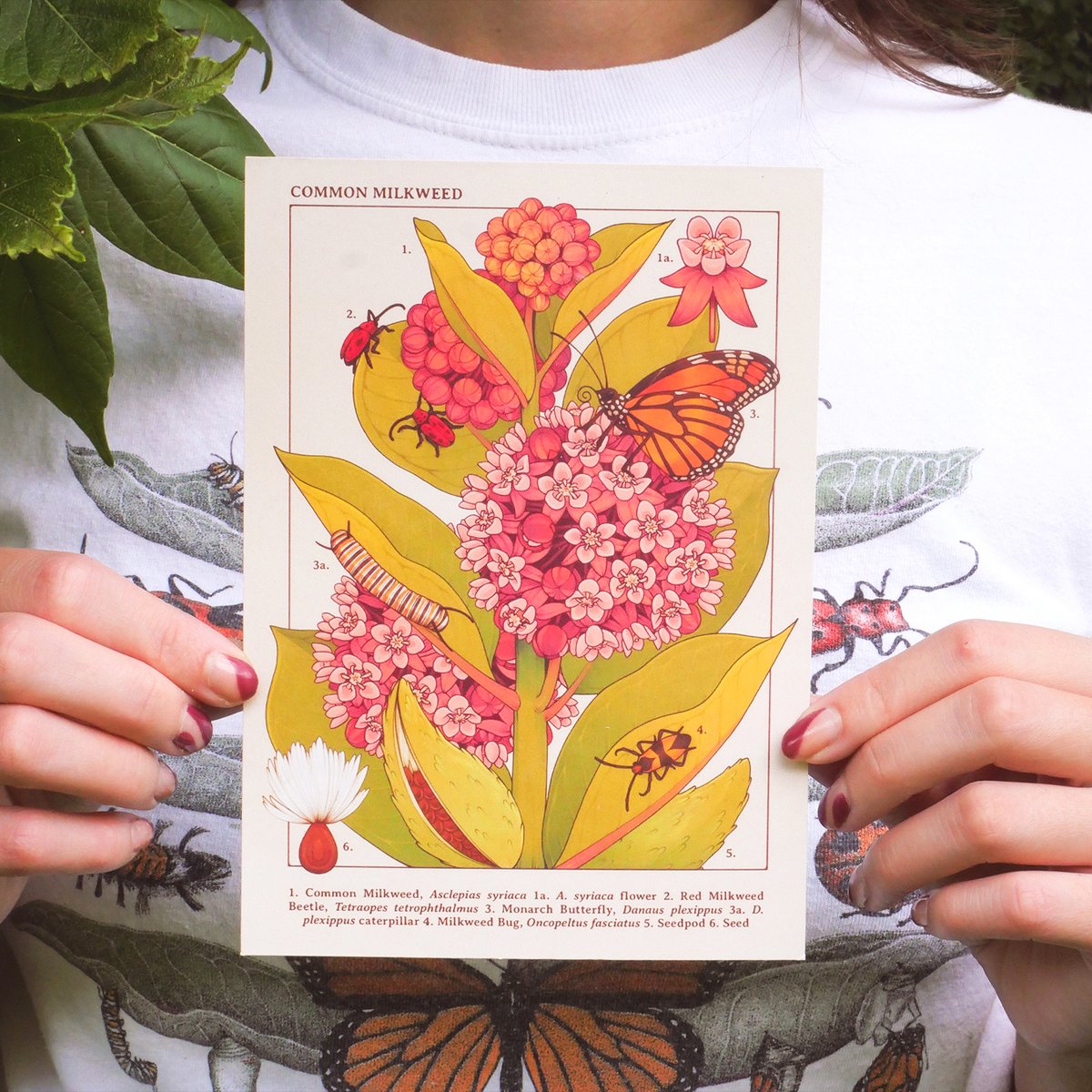 loonpflug's tweet photo. 🌻 FUNDRAISER for MONARCH CONSERVATION 🌻

for the month of august, 100% of the proceeds of my common milkweed print will be going to monarch joint venture, who is actively helping to conserve endangered monarchs! available now in my sh0p 🌿 https://t.co/H30b2EA04S