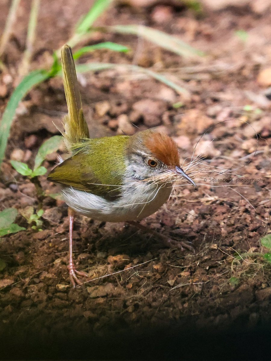 Taylor Bird 
Collect the hairs of my pet for his nest
#birdphotography #IndiAves #birdseenin2022 <a href="/birdsbirds17/">birdsbirds</a> <a href="/IBCBIRDS/">Indianbirds</a> @natgeowild