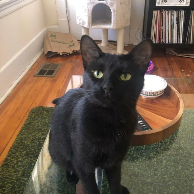 AlbumRebrews's tweet photo. No episode today, faithfull listeners. So here is a picture of Sarah's new cat, Mousse! We hope it brings you solace in these episodeless times. We'll be back soon with season 3 on August 15!
#catswhopodcast #catpodcast #catwithapod #podcastkitty #catswithablog #podcats #pawcats https://t.co/2WzIpcwsy4