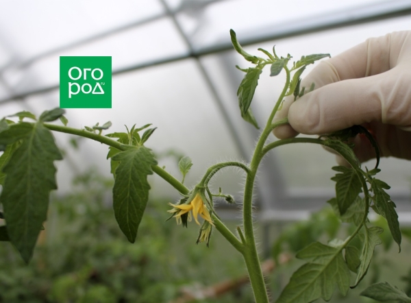 agroblogs_ru's tweet photo. 7 обязательных процедур, которые нужно сделать с томатами в августе

В конце лета, занимаясь сбором урожая и заготовками, многие огородники упускают из виду ключевые моменты ухода за томатами. А ведь именно в августе, когда начинаются холодные…
https://t.co/DCLd8U5OJ5 https://t.co/wG8pIHthqp