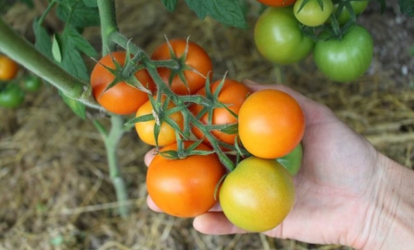 agroblogs_ru's tweet photo. 7 обязательных процедур, которые нужно сделать с томатами в августе

В конце лета, занимаясь сбором урожая и заготовками, многие огородники упускают из виду ключевые моменты ухода за томатами. А ведь именно в августе, когда начинаются холодные…
https://t.co/DCLd8U5OJ5 https://t.co/wG8pIHthqp