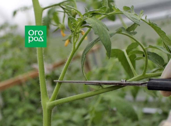 agroblogs_ru's tweet photo. 7 обязательных процедур, которые нужно сделать с томатами в августе

В конце лета, занимаясь сбором урожая и заготовками, многие огородники упускают из виду ключевые моменты ухода за томатами. А ведь именно в августе, когда начинаются холодные…
https://t.co/DCLd8U5OJ5 https://t.co/wG8pIHthqp