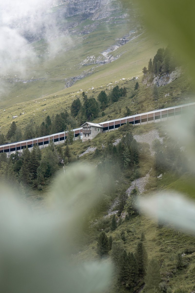 motioncomplexx's tweet photo. Gotta love #Switzerland's fauna &amp; flora🇨🇭⛰️ https://t.co/mNh3KQ8OJc