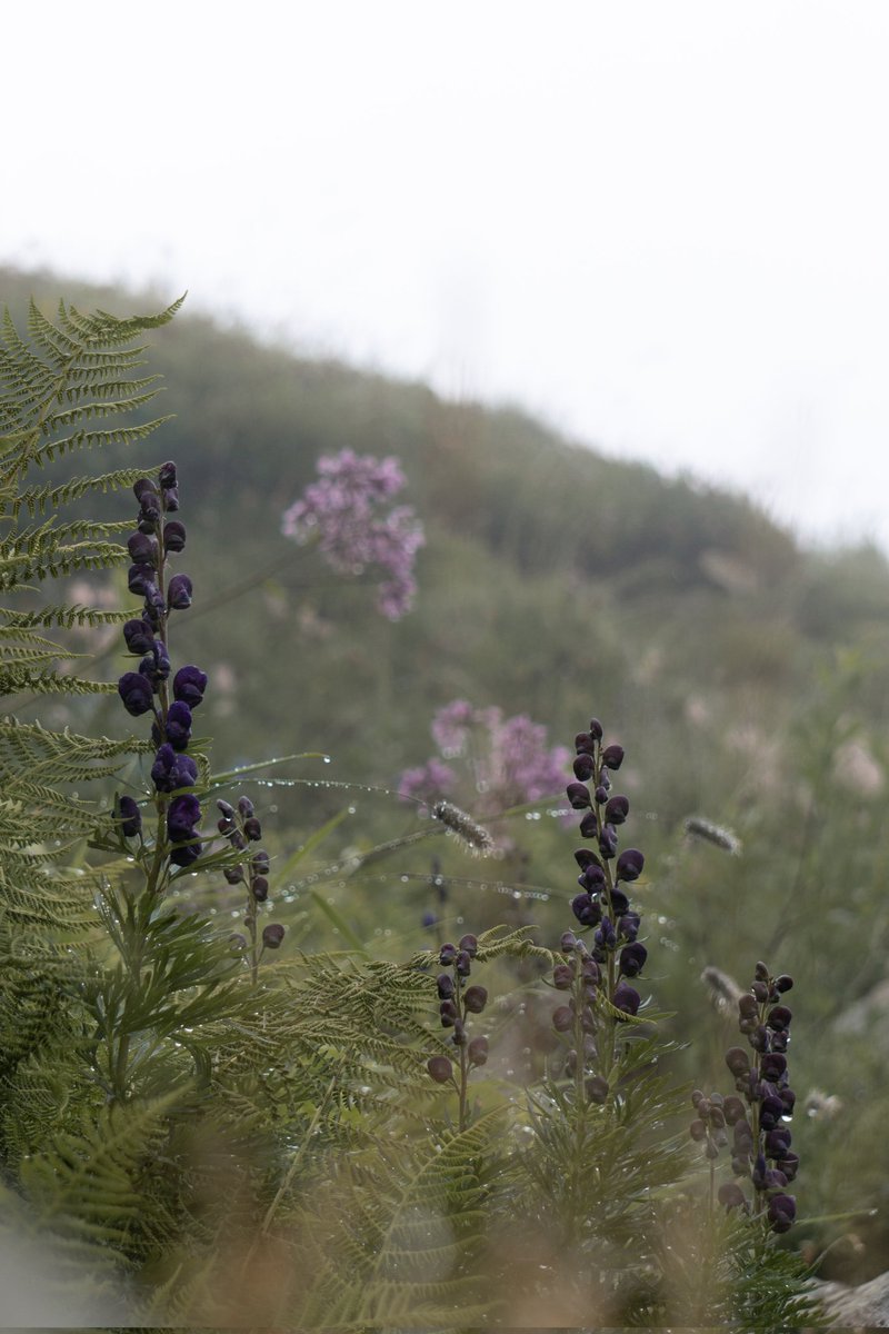 motioncomplexx's tweet photo. Gotta love #Switzerland's fauna &amp; flora🇨🇭⛰️ https://t.co/mNh3KQ8OJc