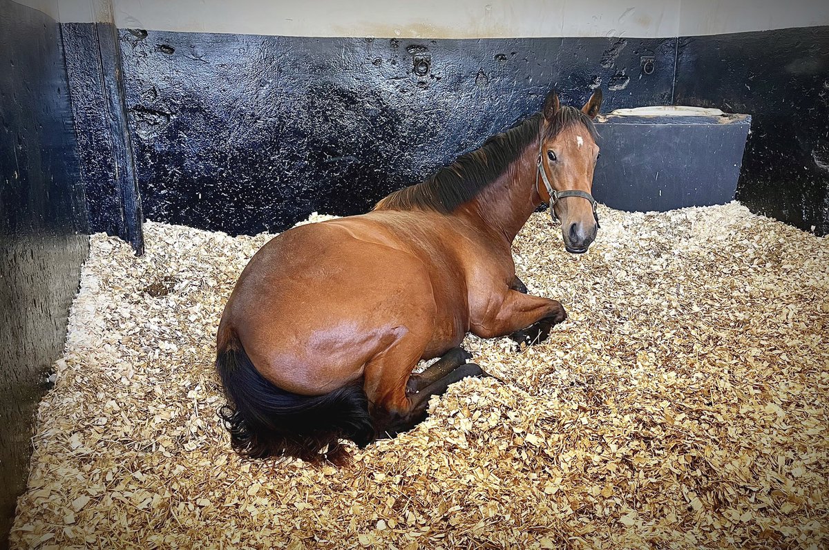 wickhamwicks's tweet photo. Magna Grecia colt resting after his busy Monday working in preparation for @GoffsUK #EatWorkSleepRepeat https://t.co/Dc5jpLE65n