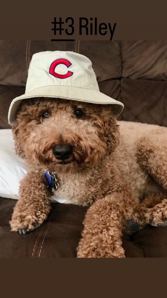 BoscoChiro1's tweet photo. HERE ARE THE CANDIDATES! 

Please “Like or Share” 👍🏻 to vote 🗳 for your favorite pup from this post! 🐩 

#PuppyContest rules: Anyone can vote unlimited amount of times! 🐶 

Voting ends 8/30 and winner will be announced 9/1!! 🦴 

GOOD LUCK TO ALL THE PUPS 🐾 https://t.co/U3kPElBsAC