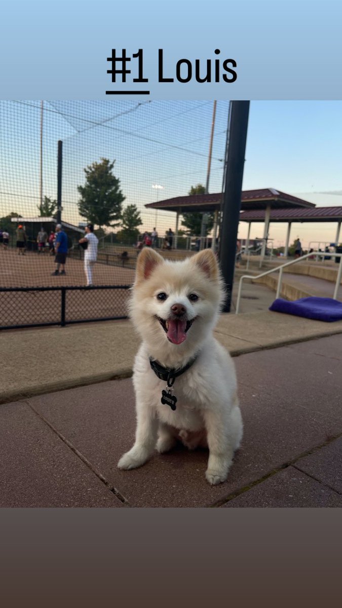 BoscoChiro1's tweet photo. HERE ARE THE CANDIDATES! 

Please “Like or Share” 👍🏻 to vote 🗳 for your favorite pup from this post! 🐩 

#PuppyContest rules: Anyone can vote unlimited amount of times! 🐶 

Voting ends 8/30 and winner will be announced 9/1!! 🦴 

GOOD LUCK TO ALL THE PUPS 🐾 https://t.co/U3kPElBsAC