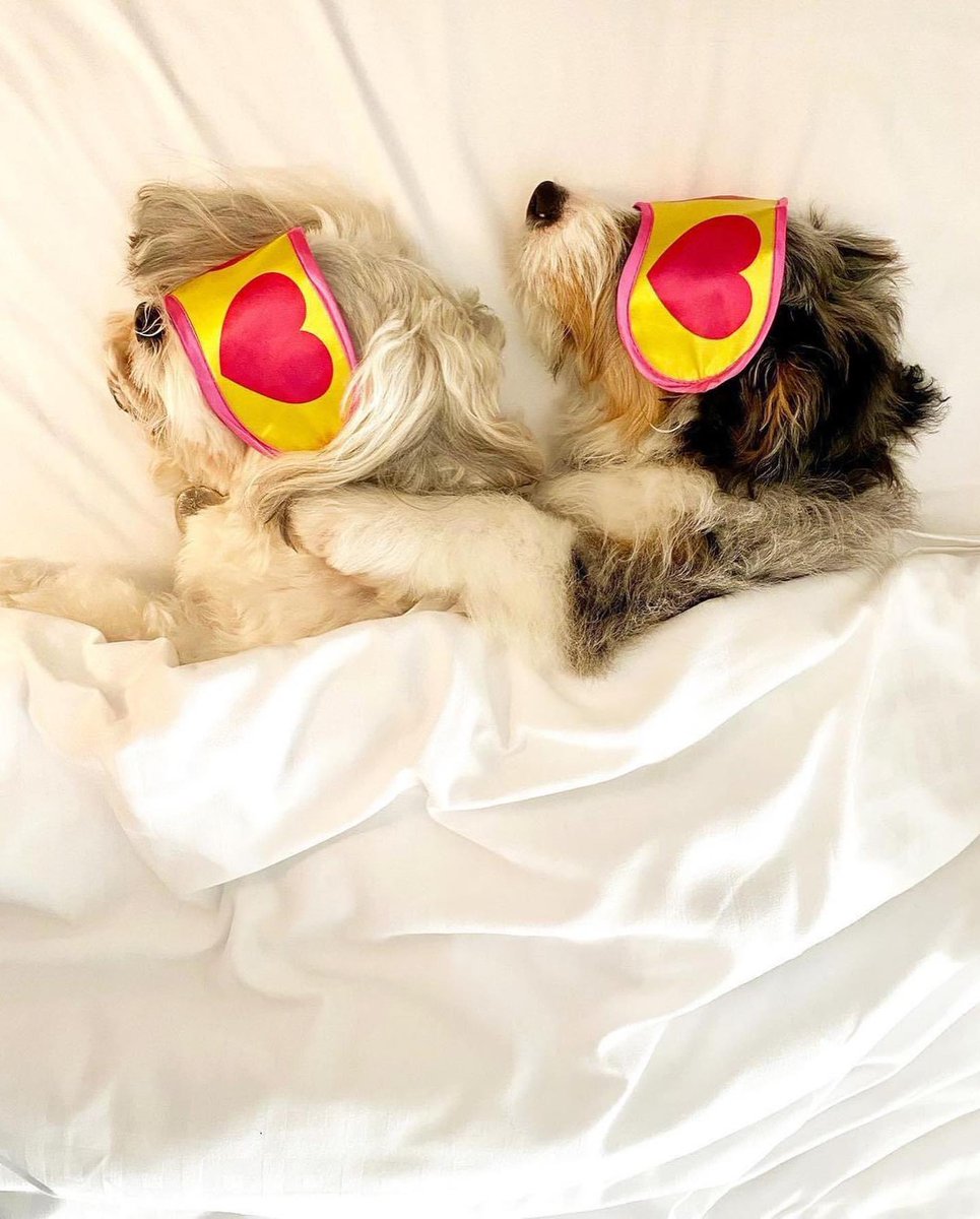 We understand that your pet is a part of your family, so why leave them behind when you travel? Plan a five-paw getaway at the ARC HOTEL for #NationalDogMonth! 🐾
archoteldc.com
