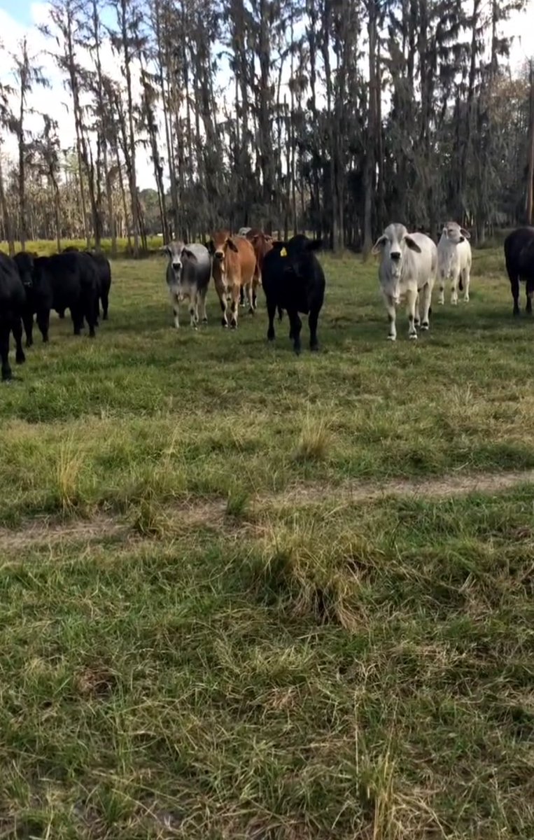 HeyHeyHizzles's tweet photo. Me at 6am: *sleeping when my phone rings, sees that it's my boyfriend and panics thinking something's wrong* What's wrong?! 
Him: Hon! I was driving and I saw cows! I wanted to share them with you. 
Honestly, couldn't even be upset at that point. 😂🥰 https://t.co/eokUZUeoRf