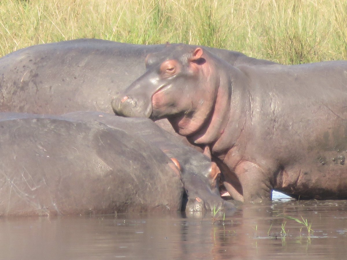 Colette Bodenstaff tweet media