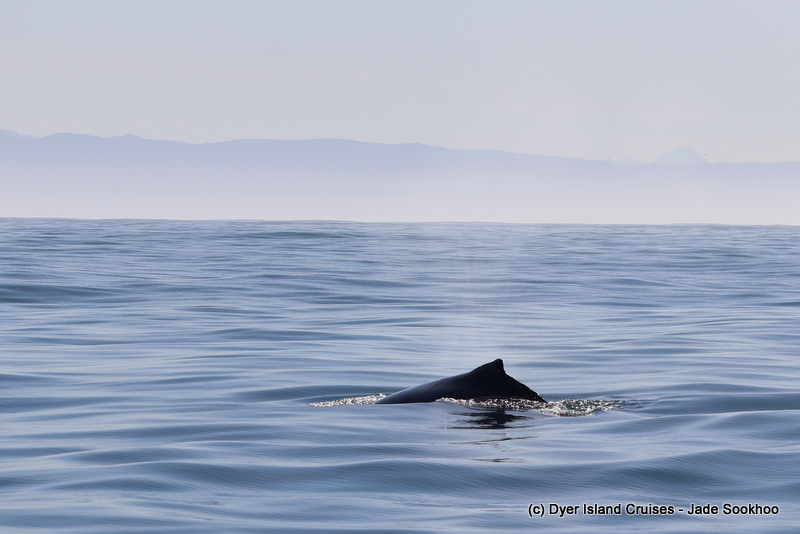 A2: Protecting our oceans to preserve wildlife in their natural habitat. <a href="/MPAsSA1/">#MPADay</a> #MPADay #LetsTalkMPAs