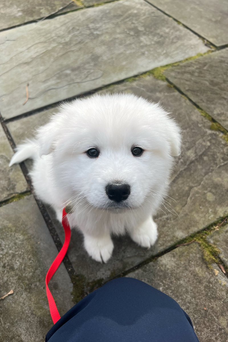 WeRateDogs tweet media