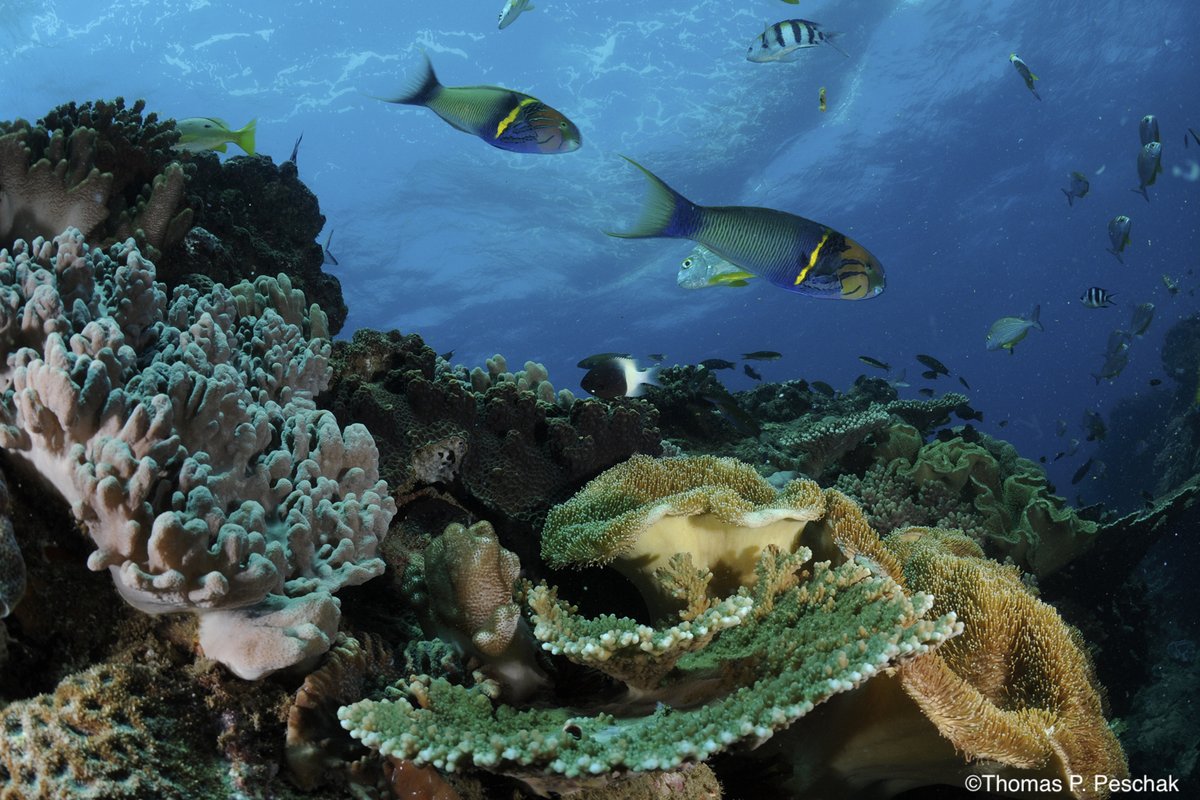 <a href="/FlowComms/">Flow Communications</a> We love them all! Each of our #MPAs is unique and offers various levels of beauty and a variety of activities for everyone. Aren't these photos stunning? #MPADay #LetsTalkMPAs