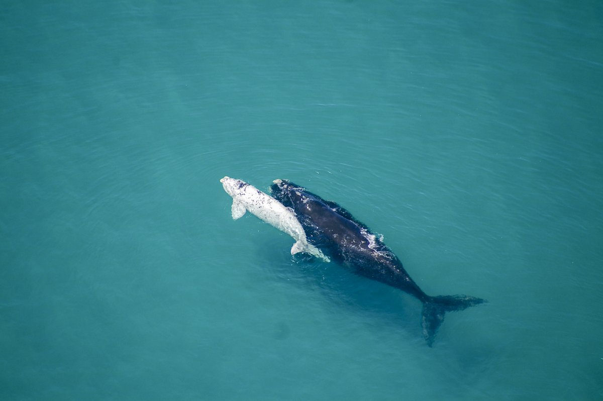 A3: To the East we have De Hoop and to the West Walker Bay (Seasonal MPA), both are just around the corner from the Dyer Island ecosystem. This part of our coastline is the breeding &amp; calving grounds of the Southern Right whales. #LetsTalkMPAs #MPADay