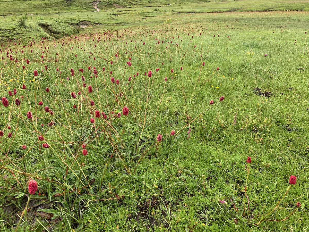 irbartaula's tweet photo. Khaptad National Park https://t.co/qxy6qA8tFV