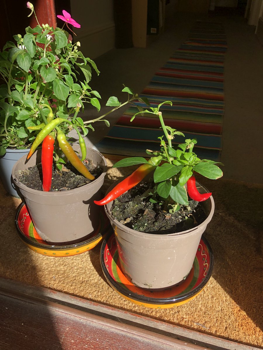 Corderagirl's tweet photo. The chillies having a sunbathe, really coming on now…. #Chilliwatch 🌶 https://t.co/56ARtP66Uj