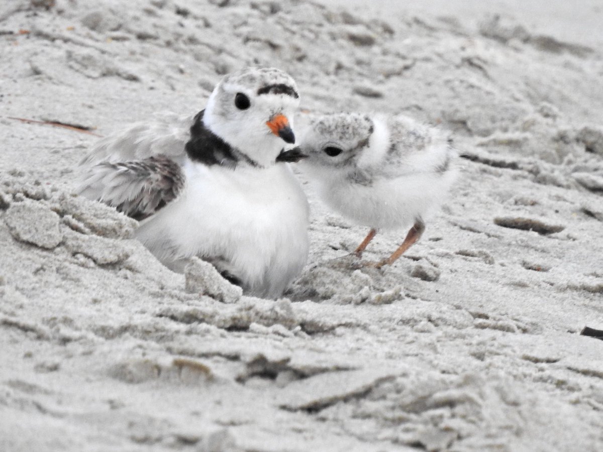 kvallevand's tweet photo. Loved watching this Piping Plover Mama and chick on my walk this morning in Old Orchard Beach, Maine. @ThePhotoHour https://t.co/w7ySodOuT4
