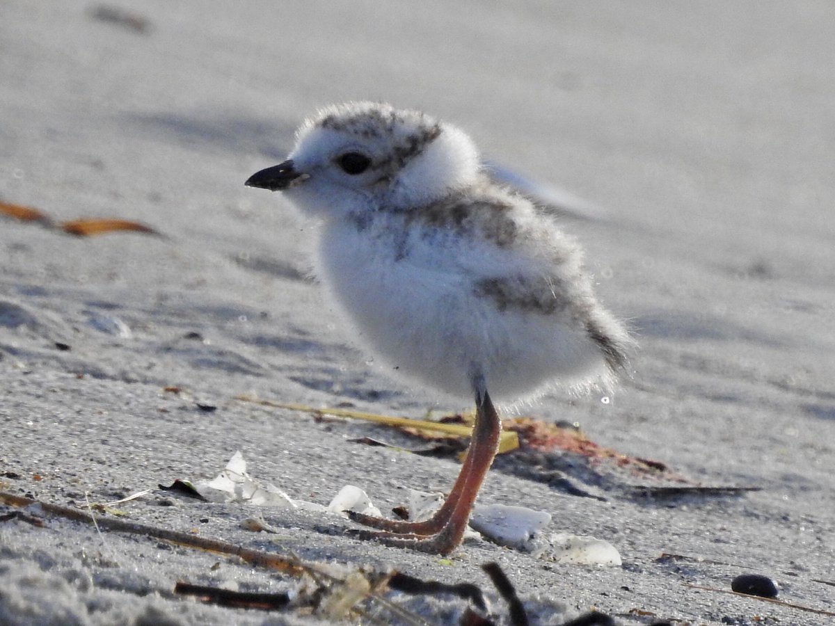 kvallevand's tweet photo. Loved watching this Piping Plover Mama and chick on my walk this morning in Old Orchard Beach, Maine. @ThePhotoHour https://t.co/w7ySodOuT4