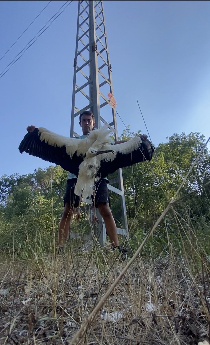 Jordisolerramio's tweet image. De moment una quarantena  de cigonyes mortes a #llagostera😡
Cada torre on mires vas amb “ai”al cor a veure si aquesta també..
No hi ha dret!!
@agentsruralscat @gencat @tv3cat @elpuntavui @DiarideGirona @parcscat