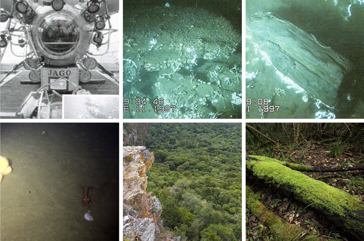 Ulrich Janse van Vuuren tweet media