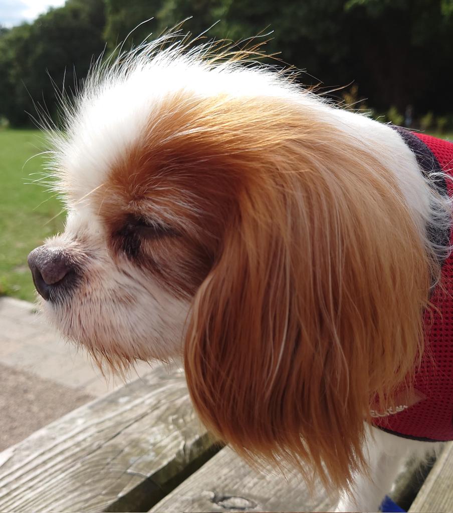 Loving my natural highlights #sunshine #walkiesatDelamere