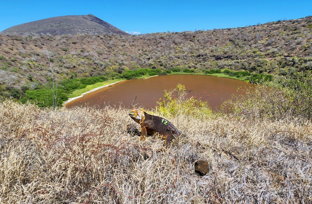 GustavoManriq_M's tweet photo. ¡Buenas noticias! Casi 2 siglos después, vuelven a nacer iguanas terrestres en isla Santiago, #Galápagos. El último registro de una población saludable lo realizó Darwin en 1835. Hoy con entusiasmo vivimos la restauración ecológica de una isla que fue muy afectada en el pasado. https://t.co/REc7k5K7ML