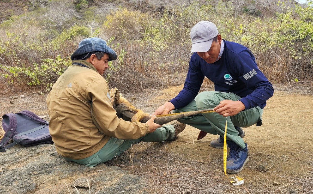 ¡Buenas noticias! Casi 2 siglos después, vuelven a nacer iguanas terrestres en isla Santiago, #Galápagos. El último registro de una población saludable lo realizó Darwin en 1835. Hoy con entusiasmo vivimos la restauración ecológica de una isla que fue muy afectada en el pasado.