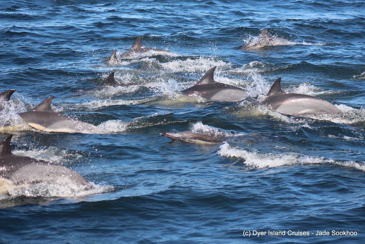 Dyer Island Cruises tweet media