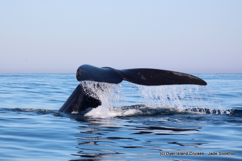 Dyer Island Cruises tweet media