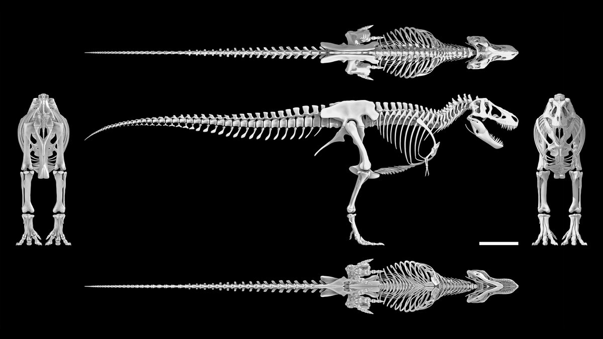 Higher res version of my T. rex skeleton model in orthographic multiview - in hopes that it might be useful to folks.