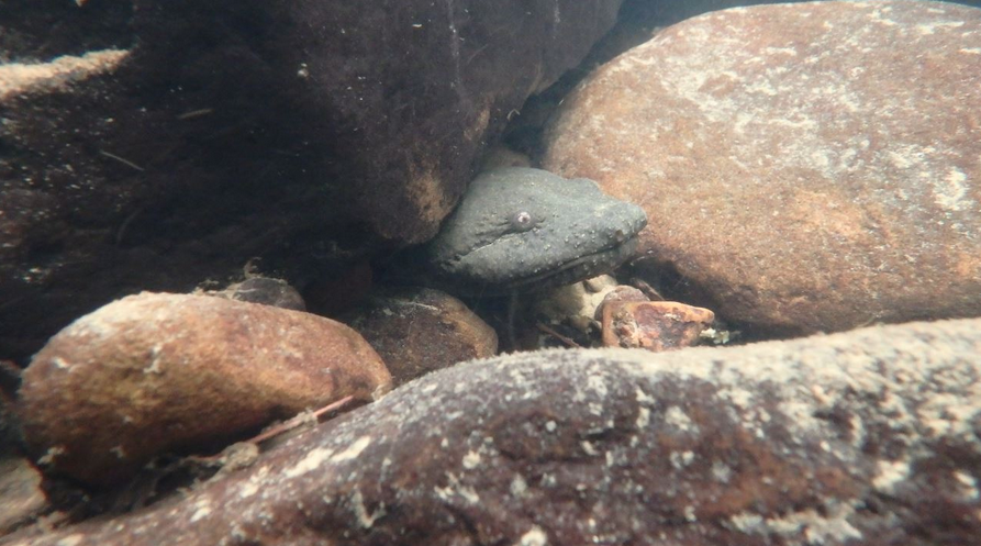 NEPARC's tweet photo. Come take a sneak peek at another #NEPARC2022 presentation!
Madison Ball, Conservation Program Director with @FriendsofCheat will present the results and interpretation of the organization's multi-year environmental DNA study of Eastern Hellbenders! https://t.co/T4vHQxegZ8