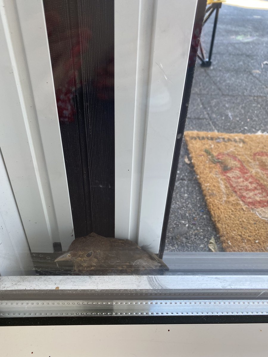 Oh jee… de buurpoes heeft dit hummeltje voor mijn deur afgeleverd, waar het arme diertje zich nu verschanst heeft tussen hor en deur. Hoe help ik een - potentieel gewond - vogeltje nou het best? #dtv #vogel