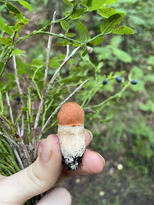 2 pic. Я промок, обожрався черники и голубики,а ещё нашёл огромный белый и милипиздрический подосиновик?