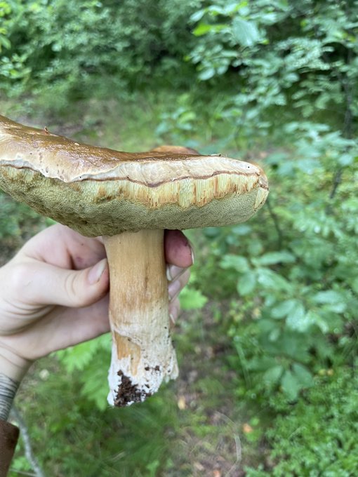 3 pic. Я промок, обожрався черники и голубики,а ещё нашёл огромный белый и милипиздрический подосиновик?
