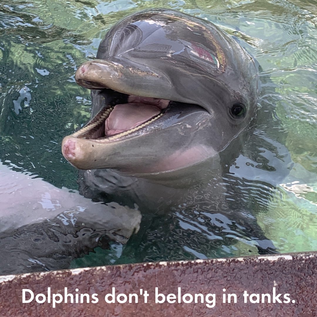 MoveTheWorldUK's tweet photo. Dolphins don't belong in tanks. They're not smiling, they're suffering. 💔🐬 https://t.co/6nLZaVag5K