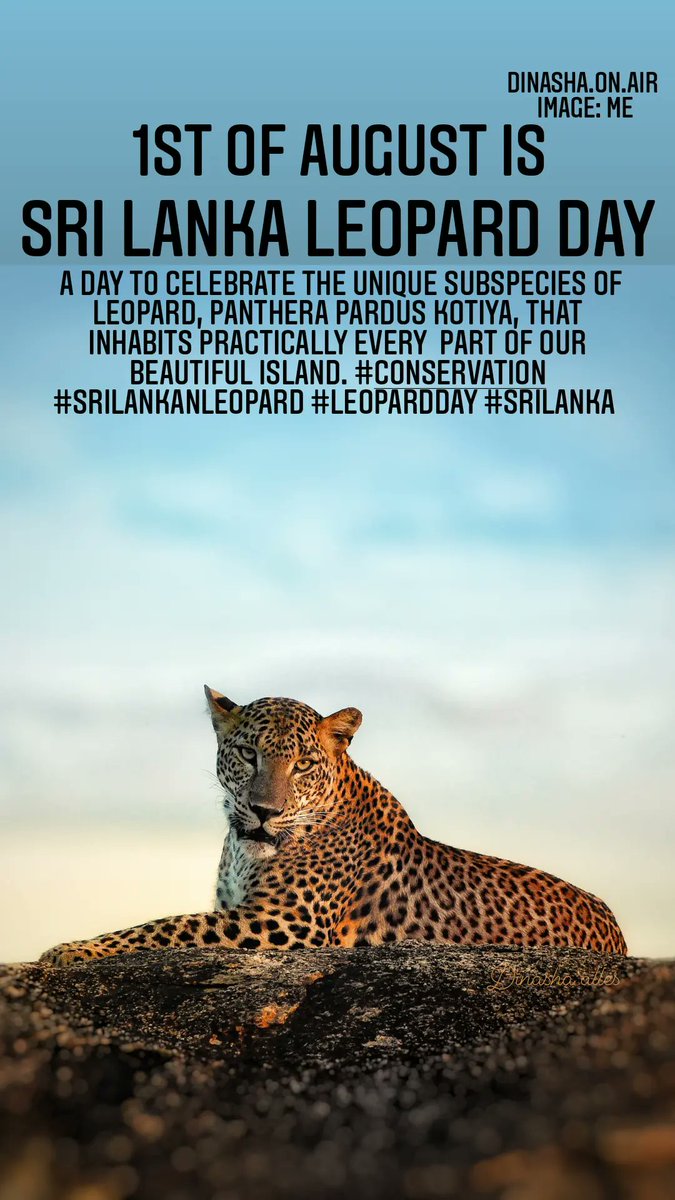 Dinasha's tweet photo. #SrilankaLeopardDay #Conservation #PantheraPardusKottiya #SriLanka #Leopard https://t.co/9OhqbFd8ZP
