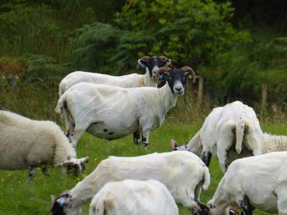 before and after #shearing2022 #scottishblackface #crofting #nativebreeds
